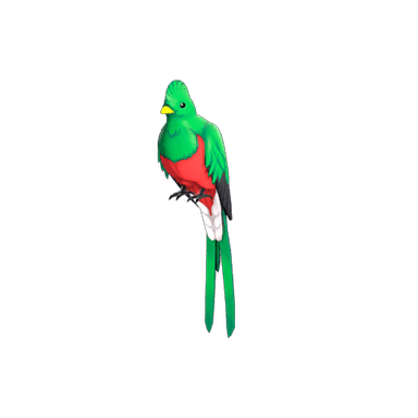 Quizzical Quetzal